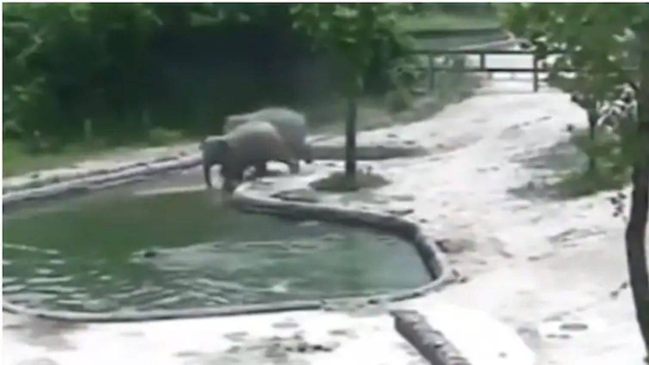 Viral Video: জলাশয়ে পরে যাওয়া ছোট্ট হাতিকে তার পরিবার দ্বারা বাঁচানোর ভিডিয়ো ভাইরাল হল সোশ্যাল মিডিয়ায়!