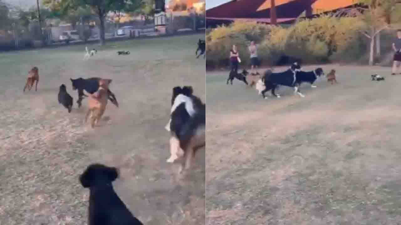 Viral Video: পার্ক ভর্তি কুকুরদের একটি দল ছুটল রিমোট নিয়ন্ত্রিত গাড়ি ধরতে!