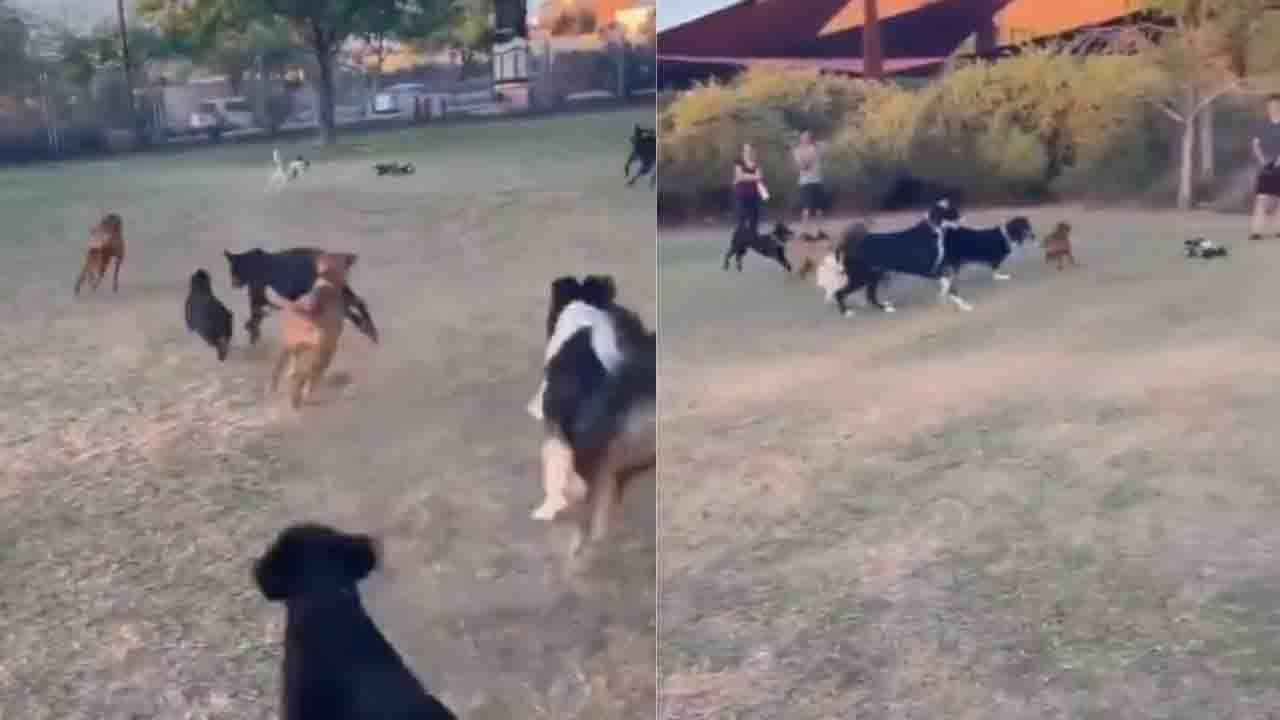 Viral Video: পার্ক ভর্তি কুকুরদের একটি দল ছুটল রিমোট নিয়ন্ত্রিত গাড়ি ধরতে!