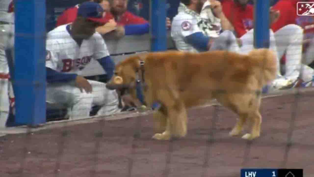 Viral Video: বেসবলের মাঠে নজর কাড়ল ব্যাট ডগ! দেখুন ভাইরাল ভিডিয়ো