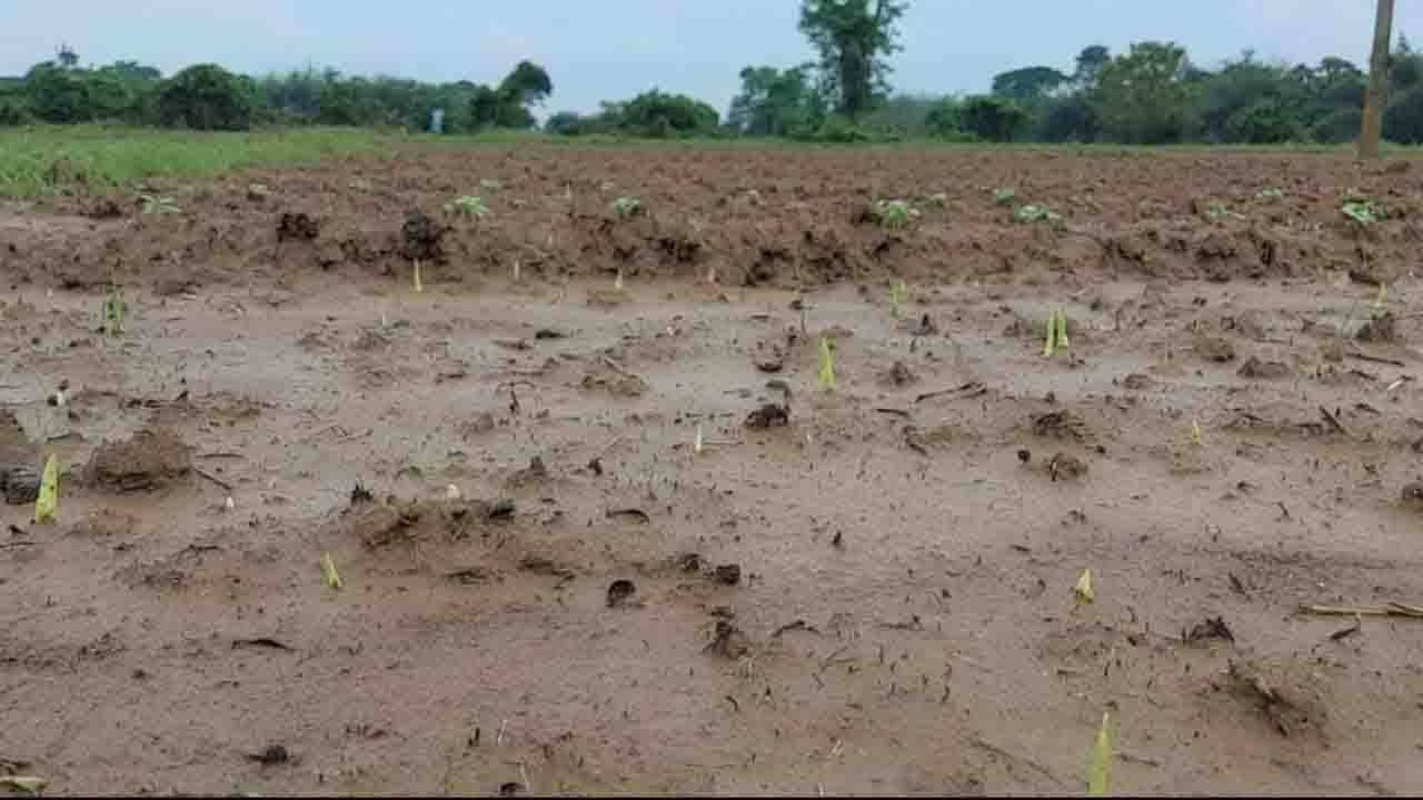 Bengal Flood: বৃষ্টিতে পচে গিয়েছে জমি, ঘর ভরেছে জলে, লক্ষ্মীলাভের আশা ছেড়েছেন চাষিরা!