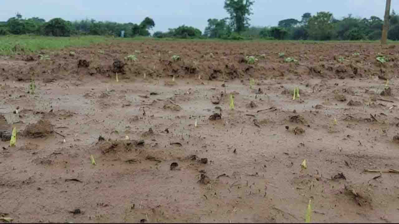 Bengal Flood: বৃষ্টিতে পচে গিয়েছে জমি, ঘর ভরেছে জলে, 'লক্ষ্মীলাভের' আশা ছেড়েছেন চাষিরা!