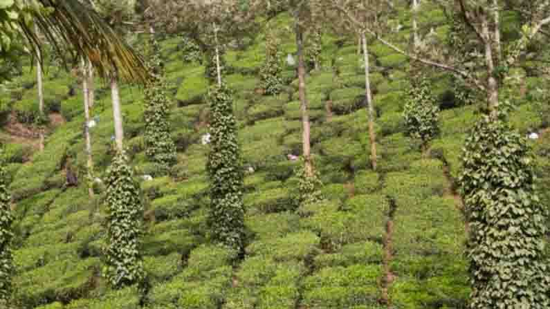 কেরালা মশলার জন্য জগৎ বিখ্যাত। এক সময় এই মশলার জন্য পর্তুগিজরা এখানে এসেছিল। আর আপনি যদি সেই মশলার বাগান মিস করে যান তাহলে লস হবে আপনারই। 