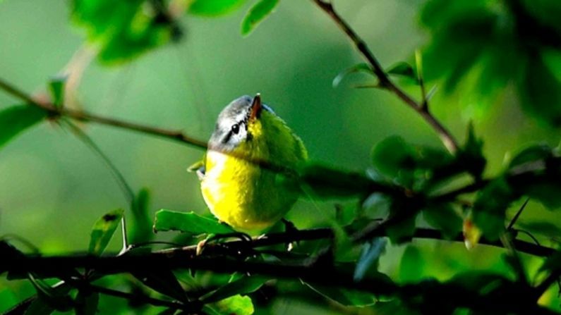 চাইল বন্যপ্রাণী অভয়ারণ্য: চাইলের অভয়ারণ্যটি পাখিপ্রেমীদের জন্য আরেকটি সুন্দর জায়গা। চির ফেশেন্ট এবং খালিজ ফেশেন্ট এখানে সহজেই দেখা যায়। এছাড়াও ভাগ্য ভাল থাকলে আপনার ক্যামেরায় রুসেট চড়ুই, গ্রিন ব্যাকড এবং সোনালী ঈগল ধরা পড়তে পারে।