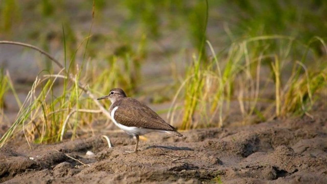 ধর্মশালা: ধর্মশালা হিমাচলের এমন একটি জায়গা যেখানে আপনি শুনতে পাবেন বহু না জানা পাখির ডাক। রঙিন পাখিদের দেখা এখানেই পেতে পারেন আপনি। পরিযায়ী পাখিদের জন্য এক অনবদ্য স্থান হল এই ধর্মশালা। এখানে উডশ্রীক, বুলবুল, ইন্ডিয়ান গ্রে হর্নবিল, কাঠঠোকরা ইত্যাদি দেখতে পাওয়া যায়।