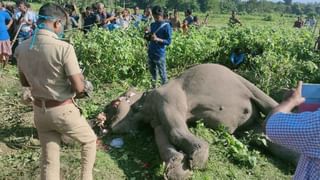 North Bengal: শেষ হয়েও হলো না শেষ! একদিনের দুর্গাপুজোয় মাতল উত্তরবঙ্গ