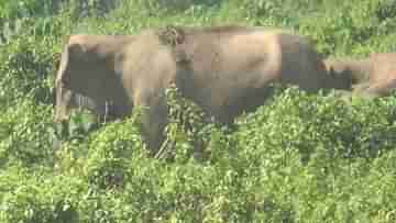 Paschim Medinipur: একে বৃষ্টি, দুয়ে হস্তি! সাঁড়াশি ফলায় বিদ্ধ মেদিনীপুরের চাষিরা