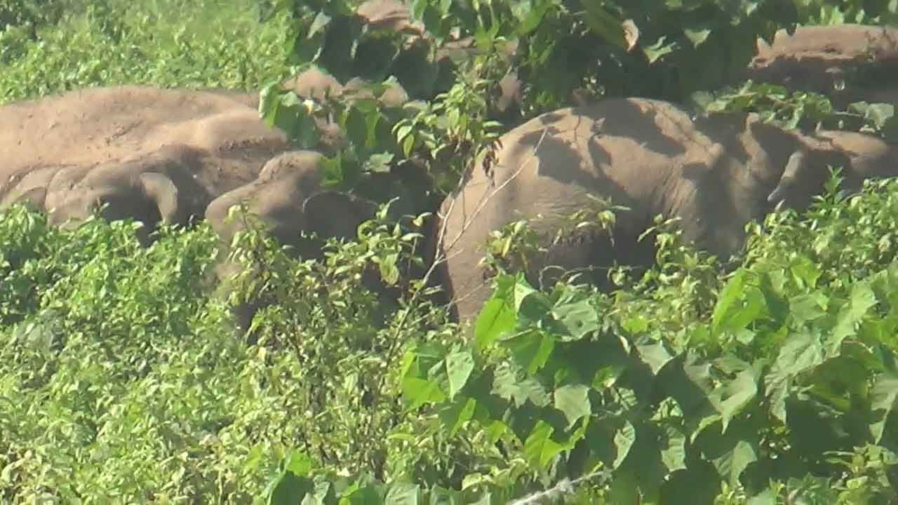 Elephant Update: শহর থেকে অবশেষে জঙ্গলে ফিরল হাতি! প্রায় ৭ ঘণ্টার চেষ্টায় পরিস্থিতি নিয়ন্ত্রণে