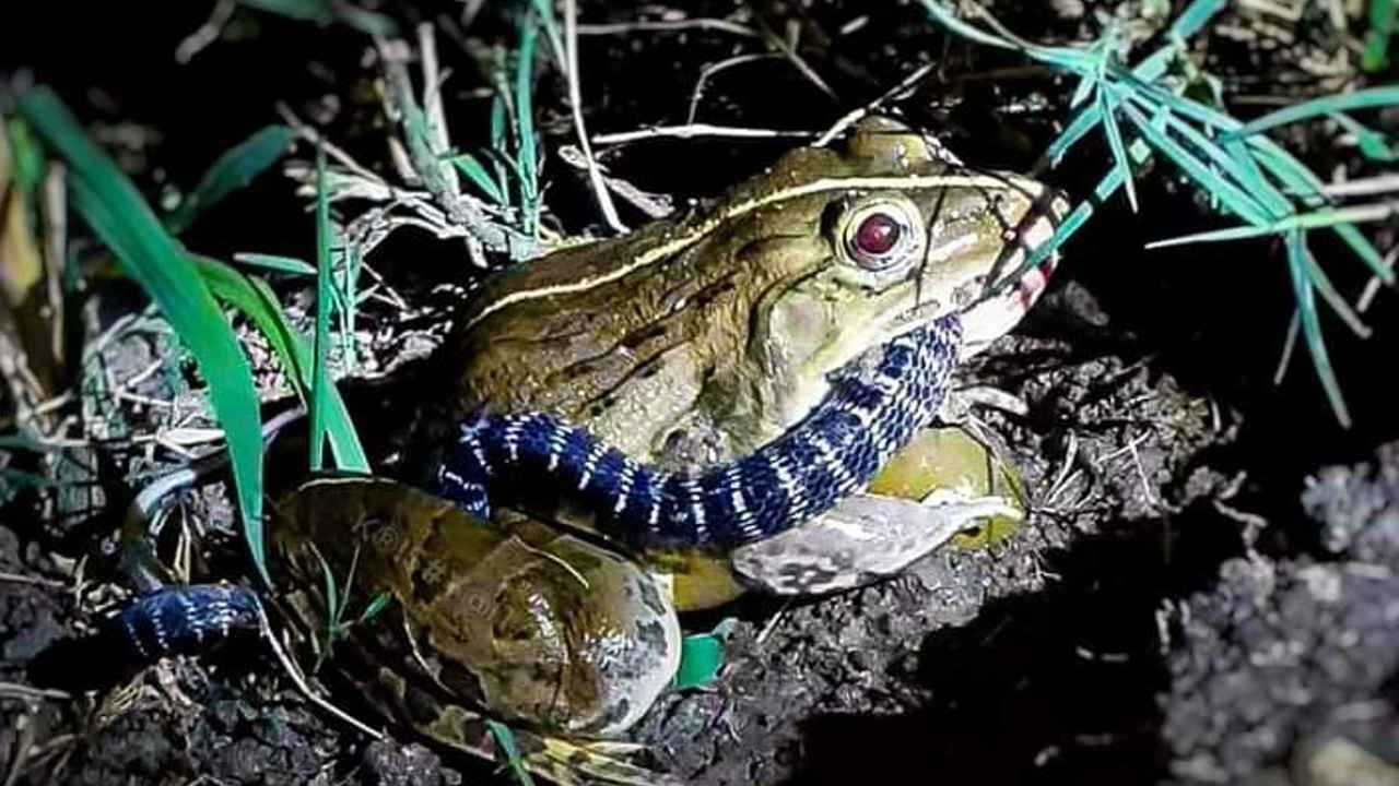 Viral Picture: আস্ত সাপকে গিলে খেল ব্যাঙ! উলট পুরাণে তীব্র চাঞ্চল্য আরামবাগে