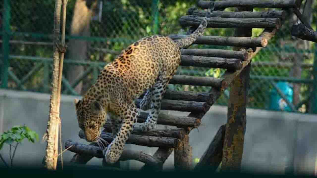 Leopard  in Jhargram: চিড়িয়াখানা থেকে পগার পার চিতাবাঘ! দরজায় খিল এঁটেছে গোটা শহর