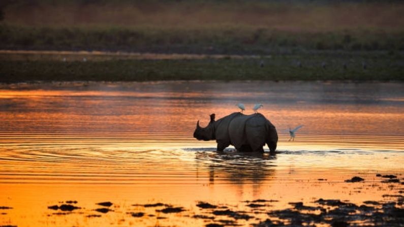 কাজিরাঙ্গা: ওয়াল্ডলাইফ ফটোগ্রাফি করতে ভালবাসেন? আসামের কাজিরাঙ্গা থেকে তাহলে অবশ্যই ঘুরে আসুন। এখানে আপনি পাবে বন্য পশু ও প্রকৃতি ছবি তোলার দারুণ সুযোগ।