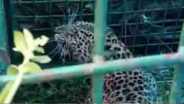 Leopard: সকালে কাজে গিয়েই দেখতে পেয়েছিলেন, খাঁচার মধ্যে ঘাপটি মেরে বসেছিল সে