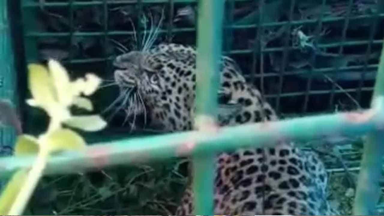 Leopard: সকালে কাজে গিয়েই দেখতে পেয়েছিলেন, খাঁচার মধ্যে ঘাপটি মেরে বসেছিল সে