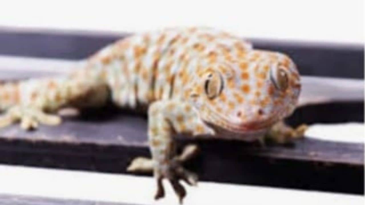 Wild Life Smuggling: বিদ্যাধরী পার করার আগেই বিরল প্রজাতির টিকটিকি সহ গ্রেফতার পাচারকারী