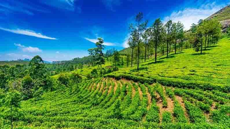 মুন্নার: সবুজ ভালবাসেন? তার সঙ্গে আবার পাহাড়! ঘুরে আসতে পারেন কেরালার মুন্নার থেকে। পশ্চিমঘাটের সৌন্দর্য দিয়ে ইনস্টাতে ফলোয়ার  বাড়াতে পারেন কিন্তু।