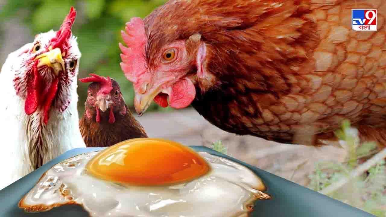 Vegan Egg: বাজারে আসছে বিকল্প ডিম, এমন তার গুণ-স্বাদ, বোমকে যাবে মুরগিও