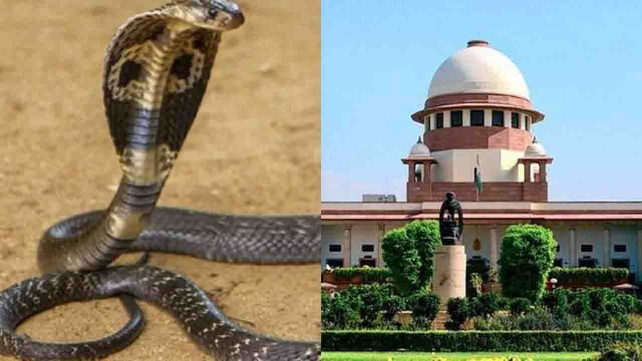 Snake Bite Murder: সাপের কামড় খাইয়ে খুন নতুন ট্রেন্ড হয়ে উঠছে! মন্তব্য সুপ্রিম কোর্টের