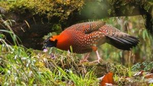 Tragopan Sanctuary