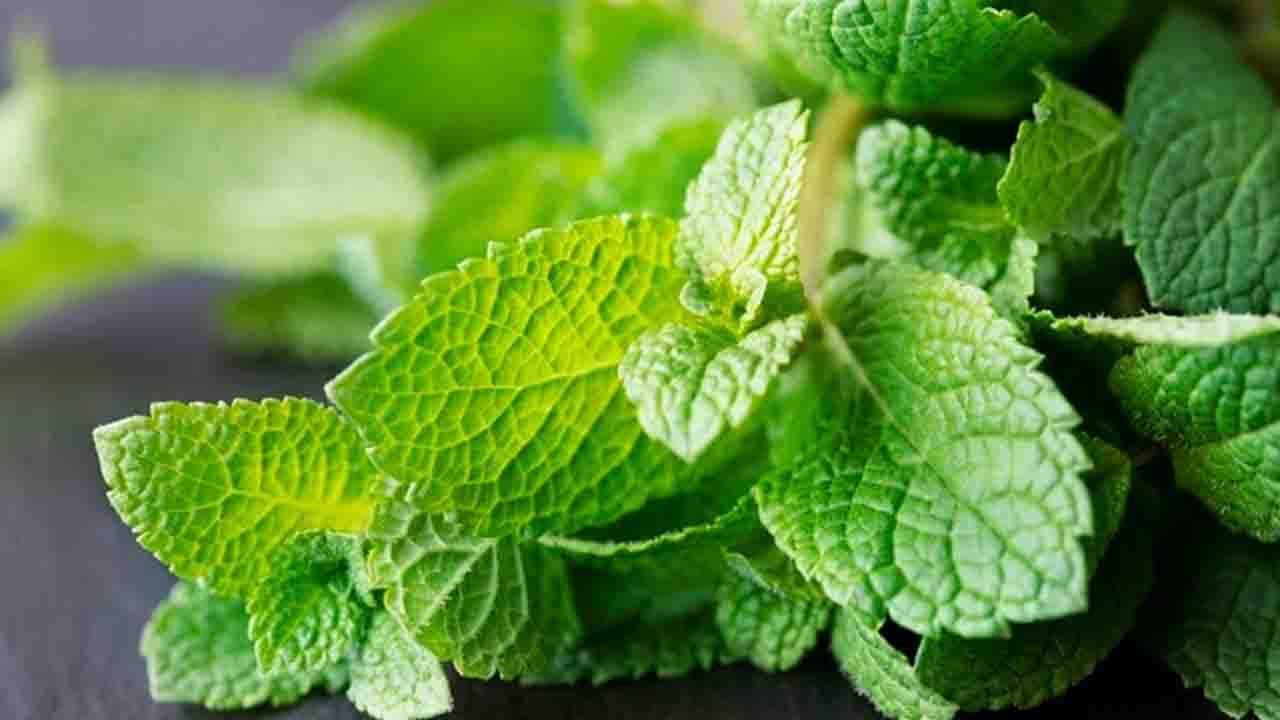 Peppermint জানেন মৌখিক স্বাস্থ্যের ওপর কী প্রভাব ফেলে পুদিনা
