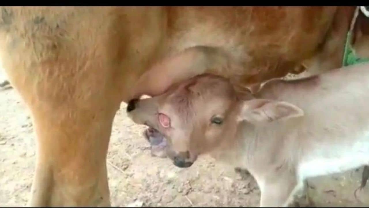 Viral video: সদ্যোজাত বাছুরের দুটি মাথা, তিনটি চোখ। ওড়িশার ঘটনায় চাঞ্চল্য নেটপাড়ায়