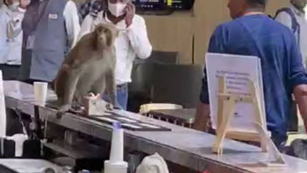 Viral Video: বাঁদর চুমুক দিচ্ছে ফলের রসে, দিল্লি বিমানবন্দরের ঘটনায় হতবাক নেটপাড়া