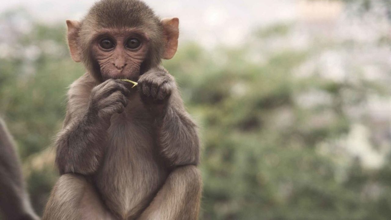 Monkey steals rupees: আজব কাণ্ড! তোয়ালে মোড়া এক লক্ষ টাকা নিয়ে চম্পট দিল বাঁদর