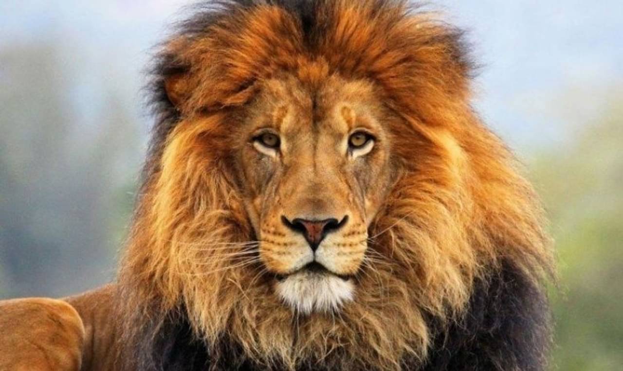 Durga Puja 2021: দেবী দুর্গার বাহন সিংহ-ই কেন? রয়েছে এক আশ্চর্য কাহিনি