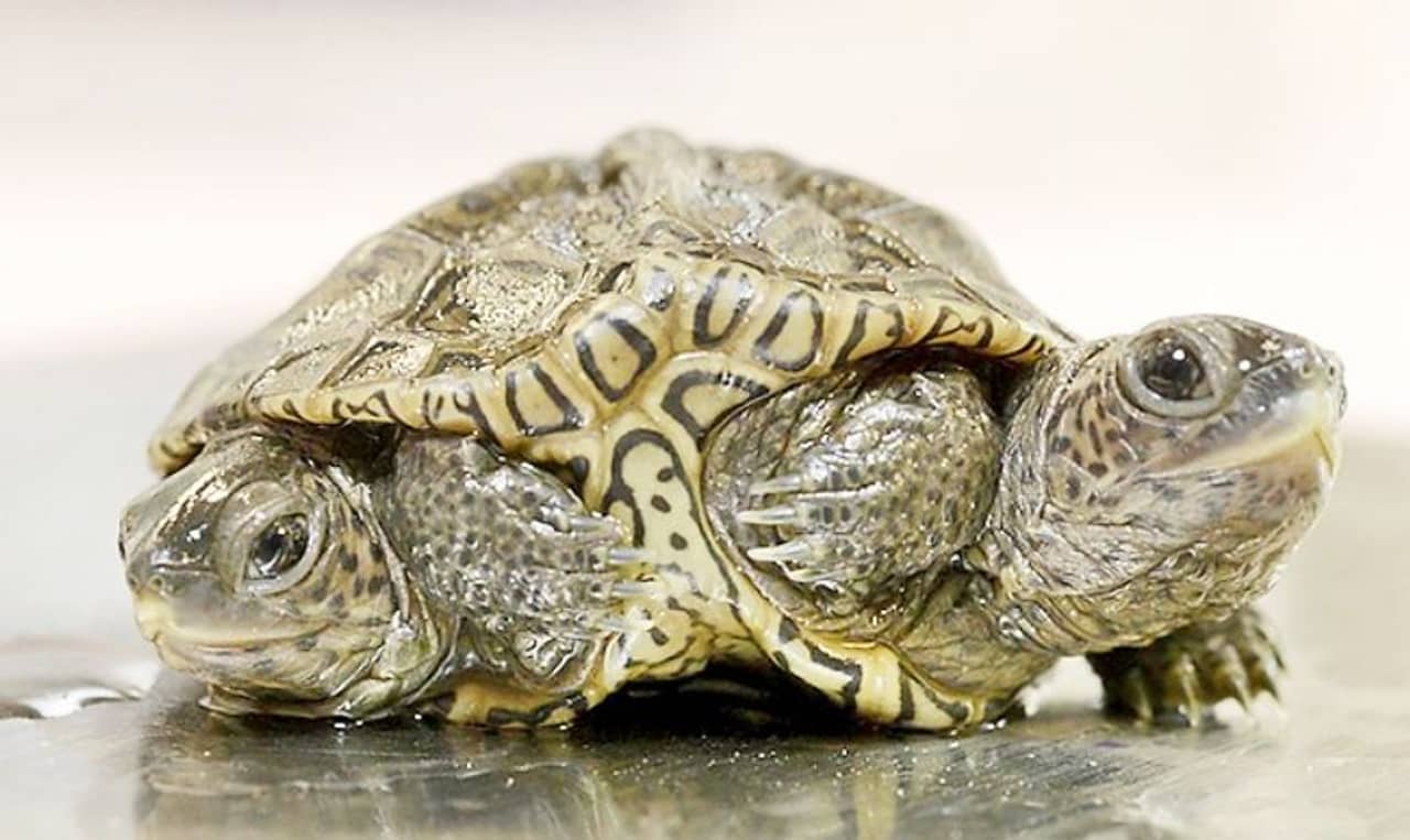 Viral Video: দুটি মাথার কচ্ছপ নিয়ে হৈচৈ নেটপাড়ায়! কিউট কচ্ছপের স্বাস্থ্য নিয়ে উদ্বেগ নেটিজেনদের