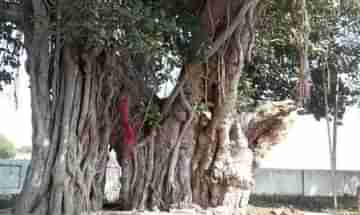 Banyan Tree: হিন্দুশাস্ত্রে বট গাছের গুরত্ব এত বেশি কেন, জানা আছে?