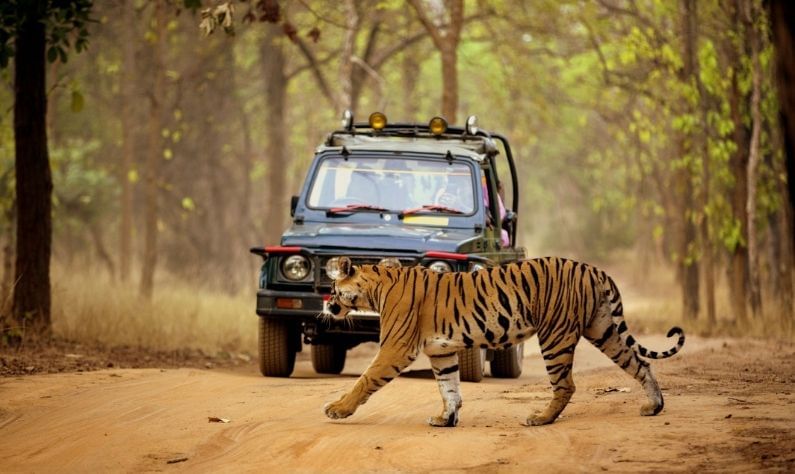 বান্দিপুর জাতীয় উদ্যান: এই রাজ্যের বিখ্যাত জাতীয় উদ্যান এটি। বাঘের দ্বিতীয় সর্বোচ্চ জনসংখ্যা রয়েছে এই সংরক্ষিত জঙ্গলেই। নীলগিরি বায়োস্ফিয়ার রিজার্ভের একটি অংশ। যা প্রকৃতিতে ভরপুর এই পার্কে ভ্রমণ মাস্ট।