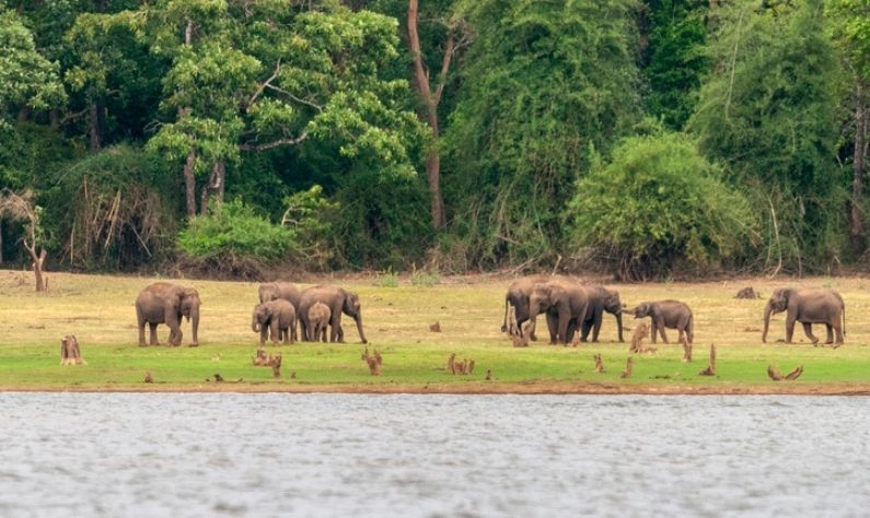 নগরহোল জাতীয় উদ্যান: জাতীয় উদ্যানের পরম সৌন্দর্যের মধ্যে হাতি, বাঘ, চিতাবাঘ, চিতল এবং আরও অনেক প্রাণীর বাস। পশ্চিম ঘাটের পাদদেশে অবস্থিত এই জাতীয় উদ্যানটি রাজাদের শিকারের জায়গা ছিল। জাতীয় উদ্যান গোলাপ, চন্দন, এবং সেগুন গাছের বাড়ি।