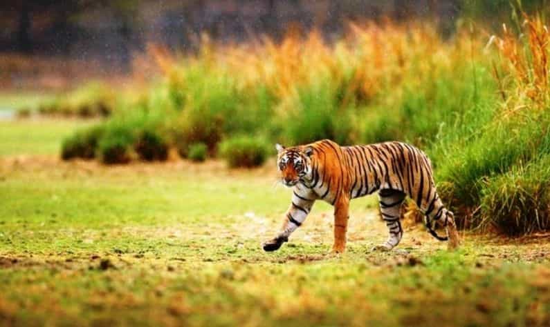 Sariska Tiger Reserve: পর্যটকদের ইচ্ছাপূরণের জন্য বিখ্যাত এই অভয়ারণ্যে বাড়ছে সাফারি জোন! Sariska Tiger Reserve: পর্যটকদের ইচ্ছাপূরণের জন্য বিখ্যাত এই অভয়ারণ্যে বাড়ছে সাফারি জোন!