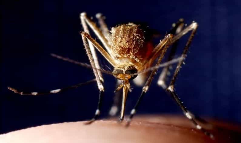 Dengue: ডেঙ্গির হাত থেকে পরিবারকে বাঁচাতে প্রাথমিকভাবে কী কী করণীয়, তা জানুন Dengue: ডেঙ্গির হাত থেকে পরিবারকে বাঁচাতে প্রাথমিকভাবে কী কী করণীয়, তা জানুন