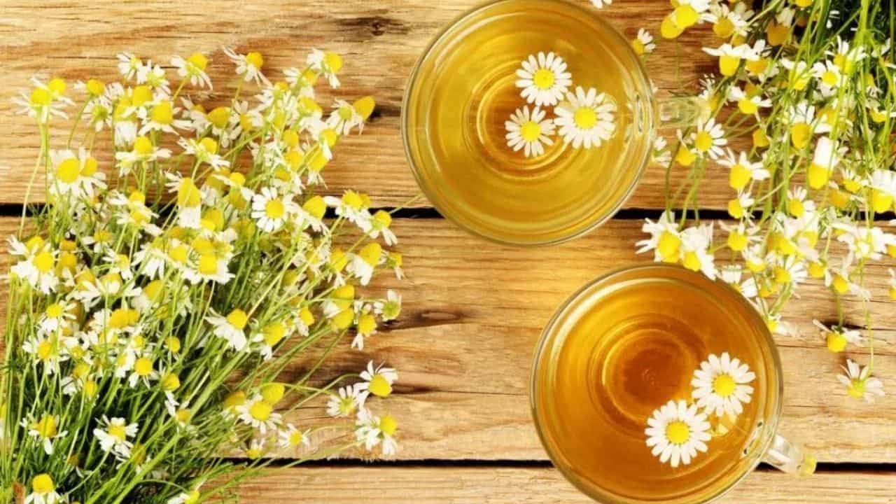 Benefits of Herbal Plants: এই ভেষজগুলি খেলে নিমেষের মধ্যেই কমে যাবে স্ট্রেস, মাইগ্রেন, আরও অনেক কিছু... Benefits of Herbal Plants: এই ভেষজগুলি খেলে নিমেষের মধ্যেই কমে যাবে স্ট্রেস, মাইগ্রেন, আরও অনেক কিছু...