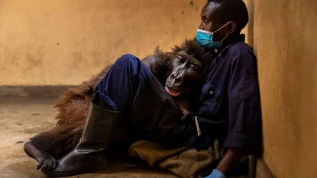 Viral: কেয়ারটেকারের কোলেই মারা গেল ভাইরাল গরিলা এনদাকাসি...