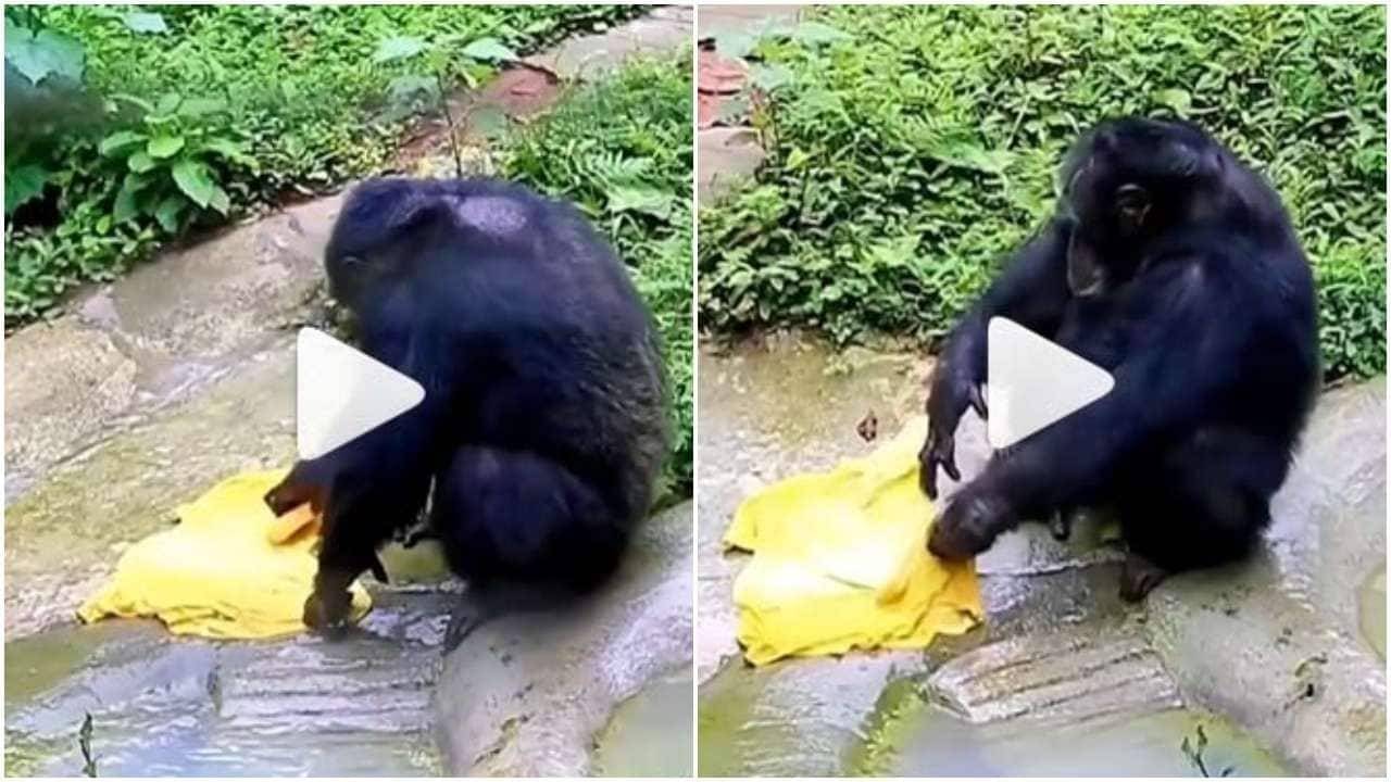 Viral Video: সাবান হাতে জামা পরিষ্কার করছে শিম্পাঞ্জি, ভঙ্গি একদম মানুষের মতো!