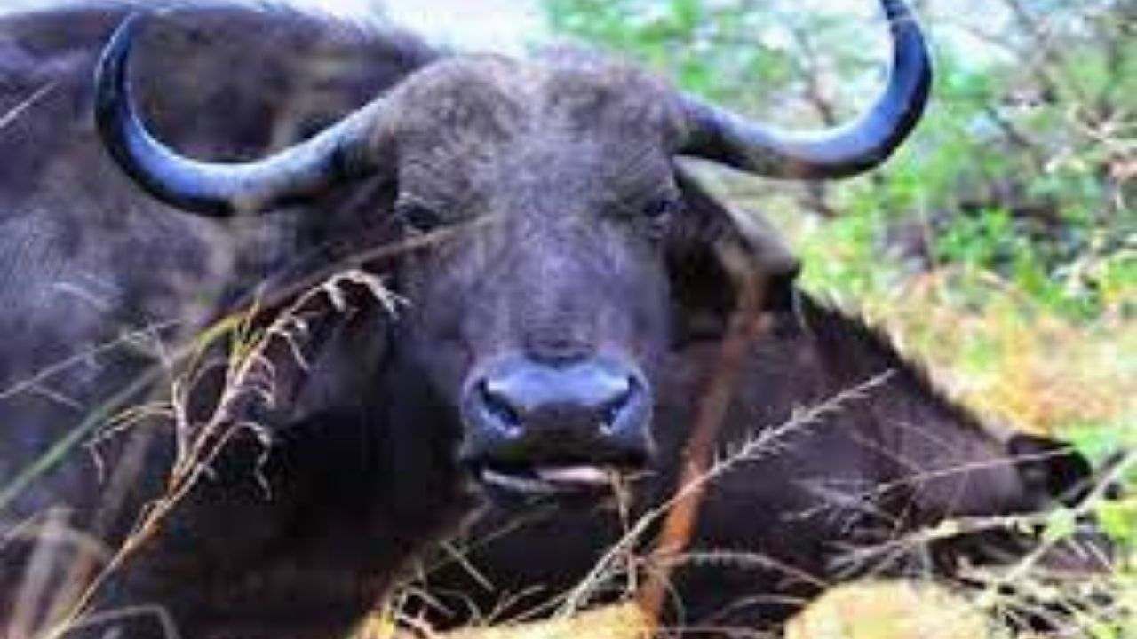 Buffalo: নিছক আনন্দই ডেকে আনল কাল! মোষের লড়াই দেখতে গিয়ে মৃত্যু ব্যক্তির