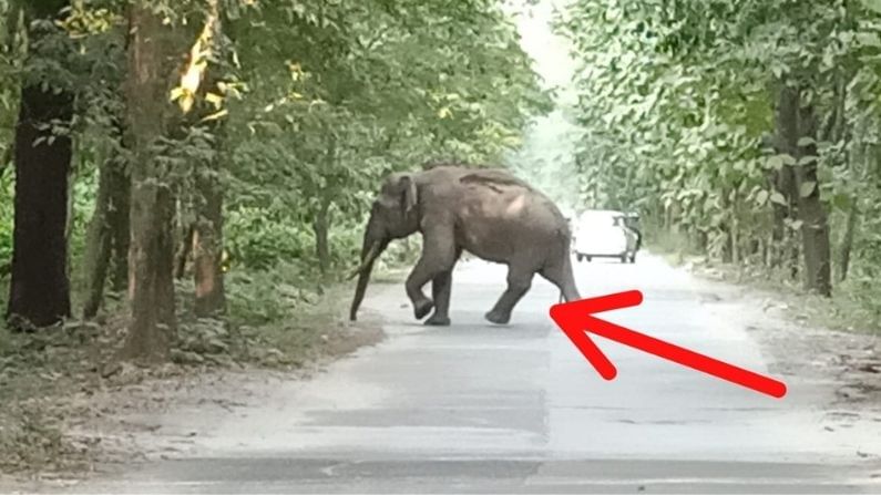 Elephant: পায়ে আঘাত নিয়েই রাস্তায় ঘুরে বেড়াচ্ছে হাতি, মেলেনি চিকিৎসা
