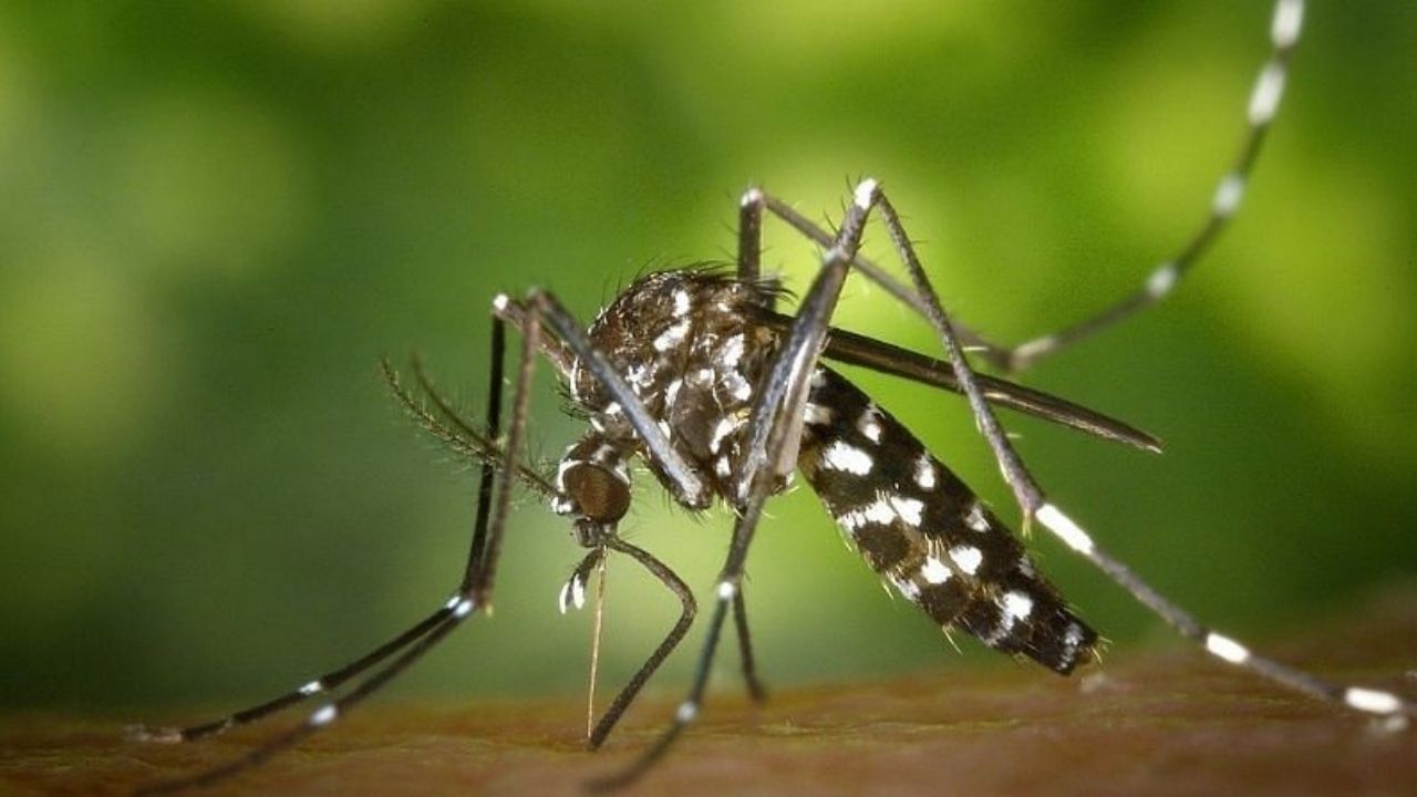 Zika Virus: উত্তর প্রদেশে জ়িকার সংক্রমণ, দিল্লি থেকে বিশেষজ্ঞ দল ছুটলেন কানপুরে