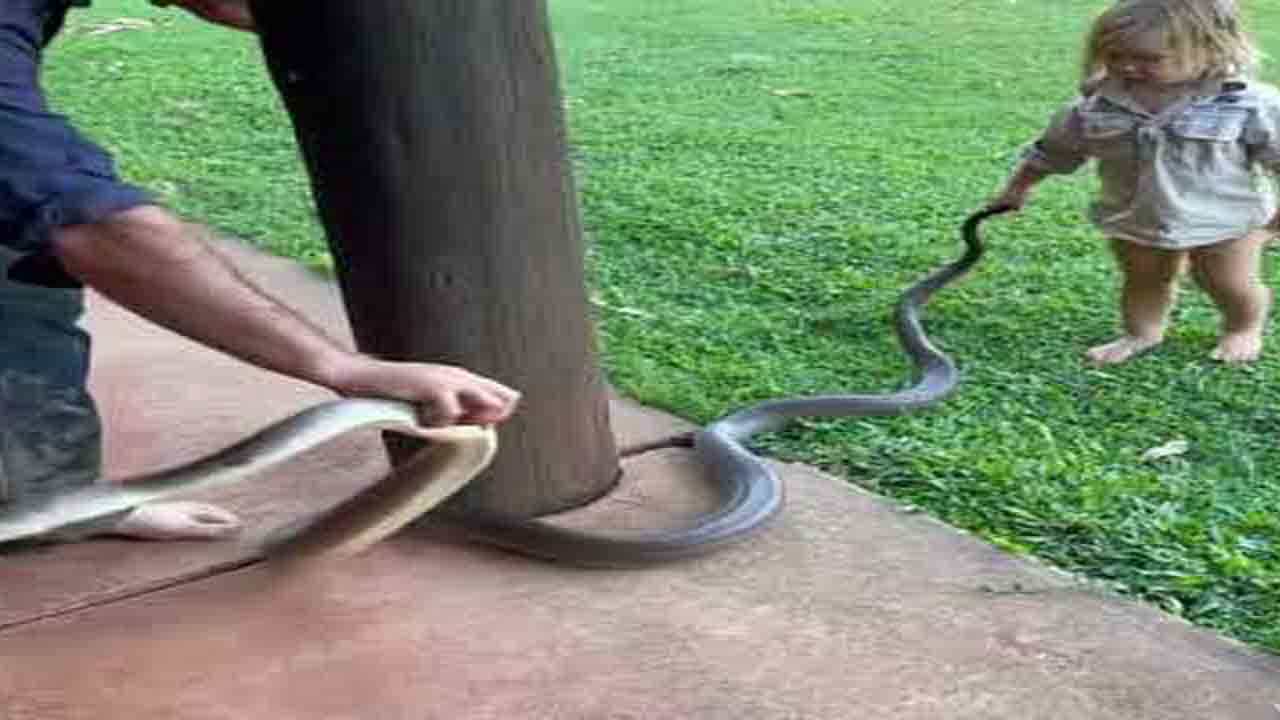 Viral Video: সাপের লেজ ধরে টানাটানি করছে একরত্তি! পাশে দাঁড়িয়ে বাবা, দেখুন ভিডিয়ো