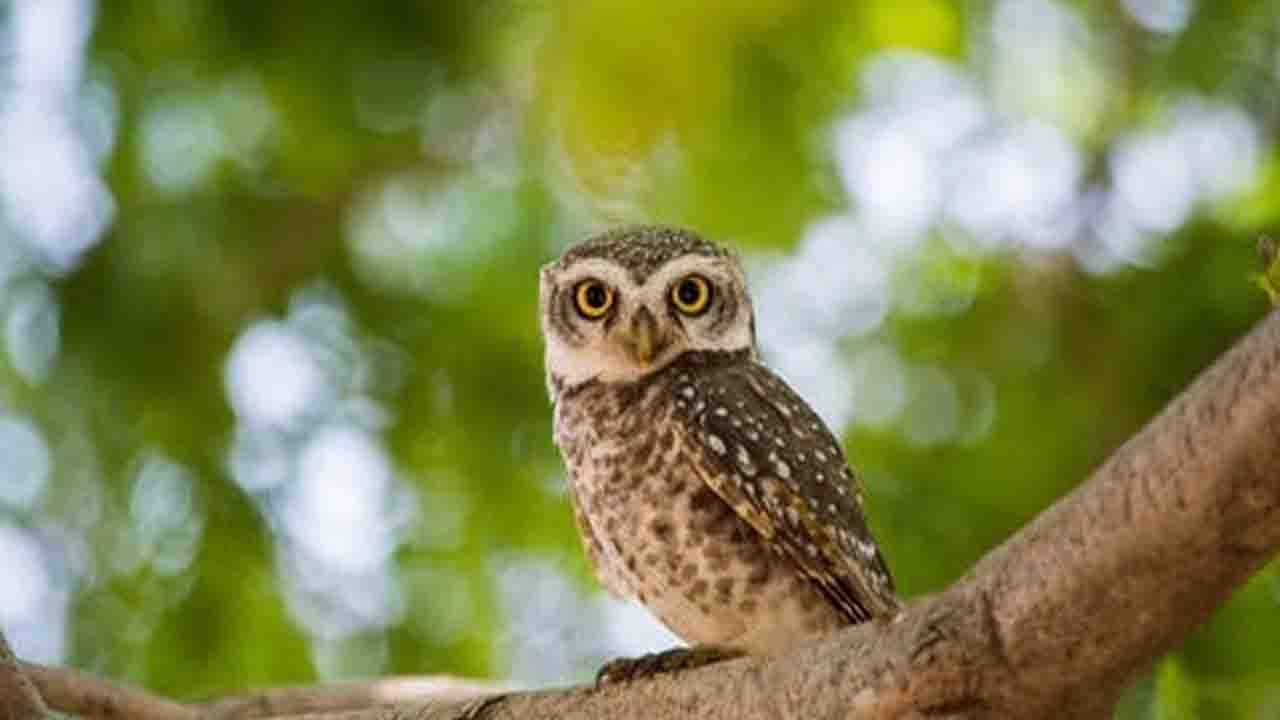 Lakshmi Puja 2021: জগতে এত সুন্দর পশু-পাখি থাকতে পেঁচা কেন হল লক্ষ্মীর বাহন? জেনে নিন পৌরাণিক তাৎপর্য