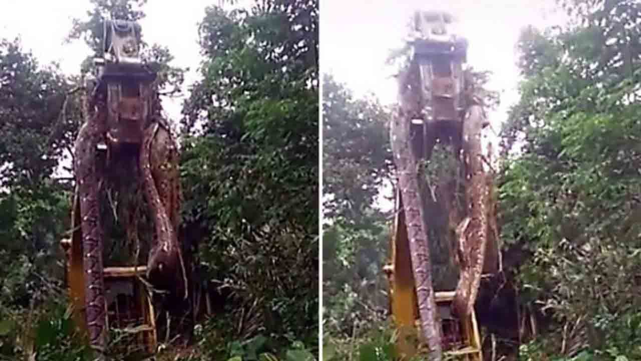 Viral Video: ৬ মিটারের বেশি লম্বা সাপ! সরানোর জন্য আনা হয়েছে ক্রেন, দেখুন ভিডিয়ো Viral Video: ৬ মিটারের বেশি লম্বা সাপ! সরানোর জন্য আনা হয়েছে ক্রেন, দেখুন ভিডিয়ো