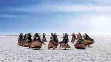 Rann of Kutch: শীতের মরসুমে মেতে উঠুন উৎসবে! ঘুরে আসুন কচ্ছের রণ থেকে