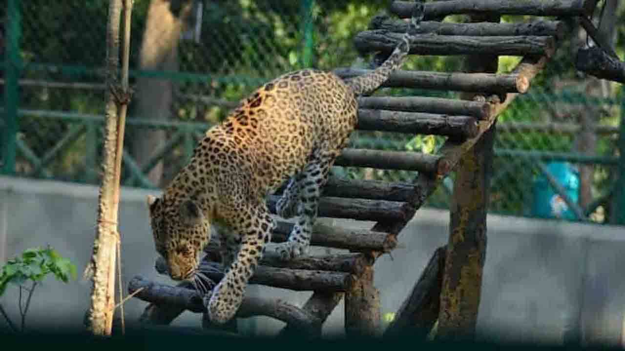 Jhargram Mini Zoo: তুমি যে এখানে কে তা জানত! খোঁজ মিলল পলাতক চিতাবাঘের