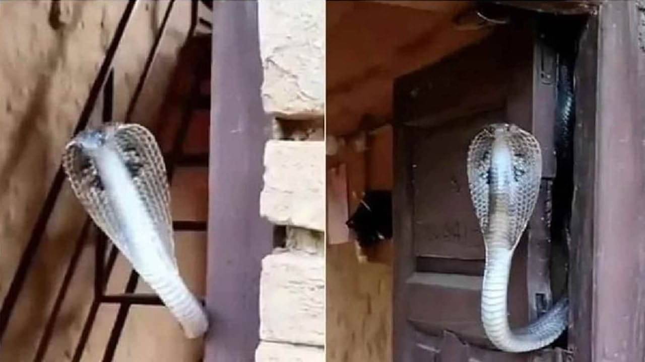Viral Video: দরজায় কলিং বেল নেই, সাপ ফণা তুলে বসে আছে, এই বাড়িতে যাওয়ার ঝুঁকি চোরও নেবে না, দেখুন সেই ভিডিয়ো..