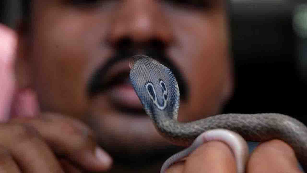 Murder With Cobra Bite: কোবরার ছোবলে মৃত্যু স্ত্রী'র! বোঝার উপায় নেই স্বামীই সাপ ভাড়া করে এনে ছেড়ে দিয়েছিল