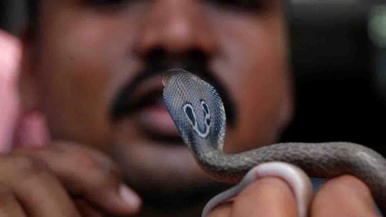 Murder With Cobra Bite: কোবরার ছোবলে মৃত্যু স্ত্রী'র! বোঝার উপায় নেই স্বামীই সাপ ভাড়া করে এনে ছেড়ে দিয়েছিল Murder With Cobra Bite: কোবরার ছোবলে মৃত্যু স্ত্রী'র! বোঝার উপায় নেই স্বামীই সাপ ভাড়া করে এনে ছেড়ে দিয়েছিল