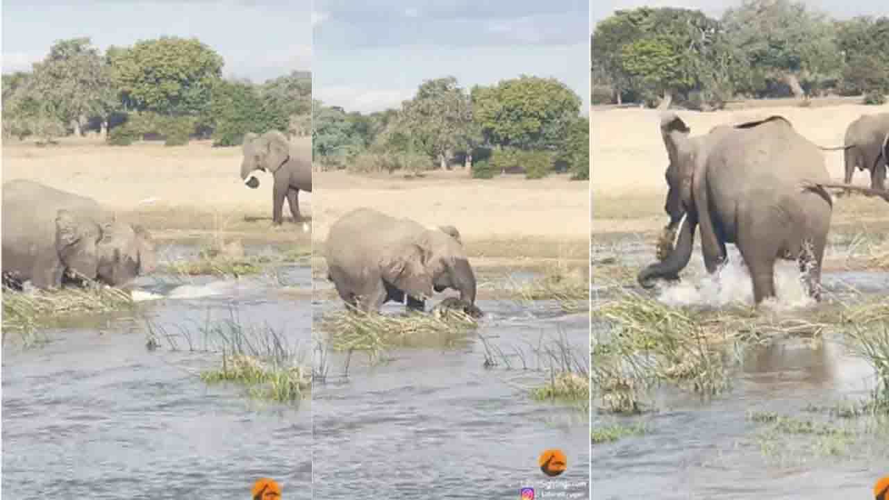 Viral Video: মায়ের কাছে সন্তানই সবার আগে! কুমিরের সঙ্গে লড়াই করে এটা বুঝিয়ে দিল মা হাতি Viral Video: মায়ের কাছে সন্তানই সবার আগে! কুমিরের সঙ্গে লড়াই করে এটা বুঝিয়ে দিল মা হাতি