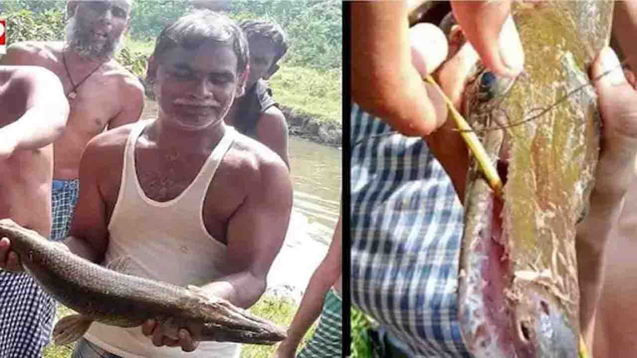 Viral: এটা মাছ না কুমির! ধানবাদের পুকুরে দেখা দিল এক অন্য প্রাণী