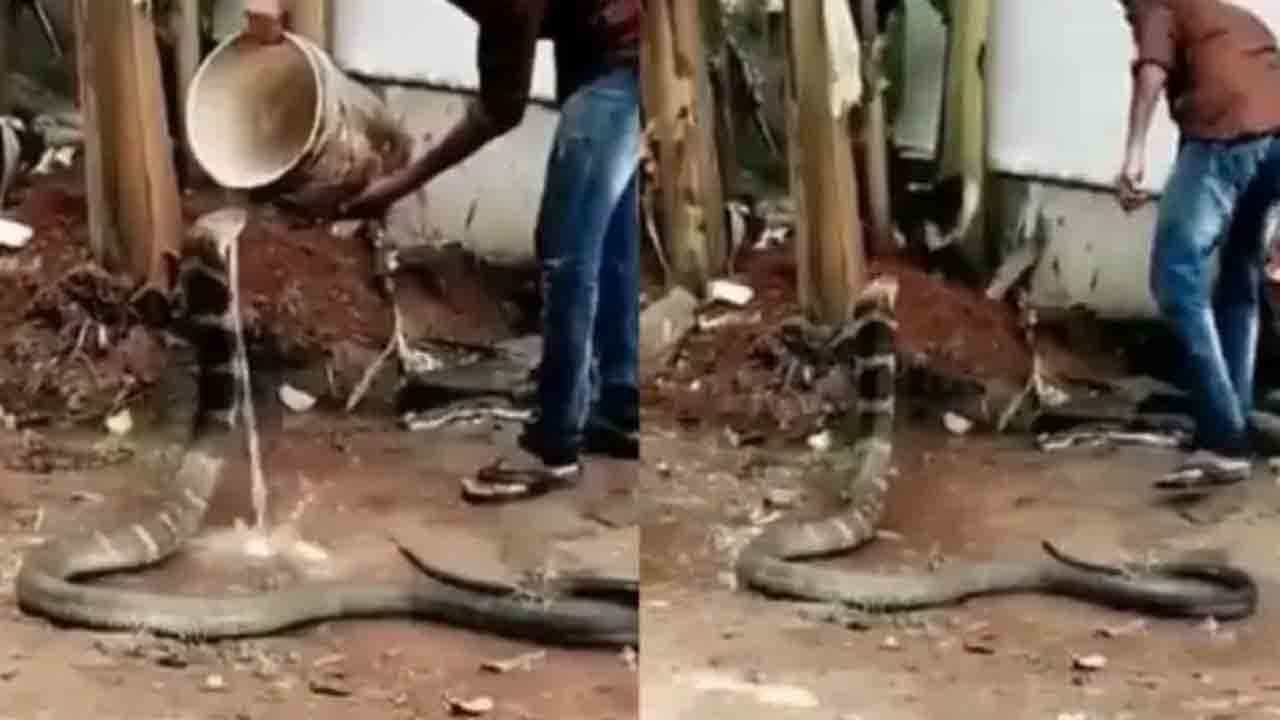 Viral Video: সাপকে স্নান করাচ্ছেন যুবক! ভিডিয়ো ভাইরাল নেট দুনিয়ায়